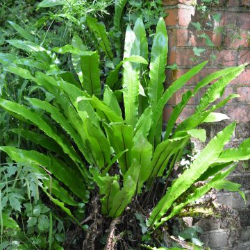 Asplenium scolopendrium Undulatum Group - Lingua di cervo