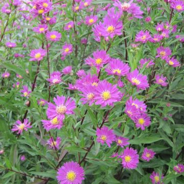 Aster novi-belgii Carmen - Astro settembrino