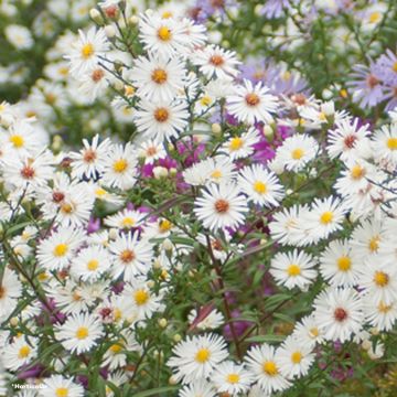 Aster novae-angliae Herbstschnee - Astro settembrino