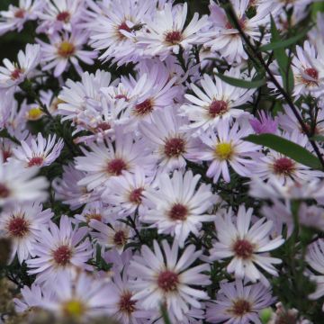 Aster Le Vasterival