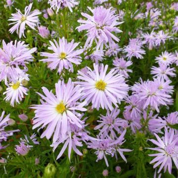 Aster novi-belgii Rosenquarz - Astro settembrino