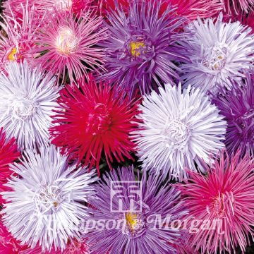 Astro della Cina Starlight Mixed - Callistephus