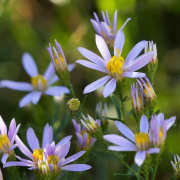 Aster sedifolius