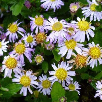 Aster ageratoides Asmoe