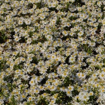 Aster ageratoides Starshine