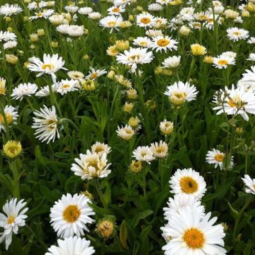 Aster alpinus Albus - Astro alpino