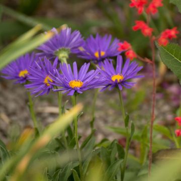 Aster alpinus Blue Beauty - Astro alpino