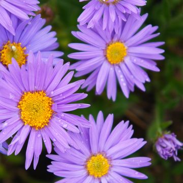 Aster alpinus Dunkle Schöne - Astro alpino