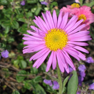 Aster alpinus Pinkie - Astro alpino