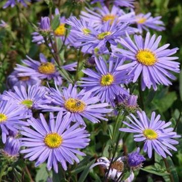 Aster amellus Dr Otto Petschek - Astro di Virgilio