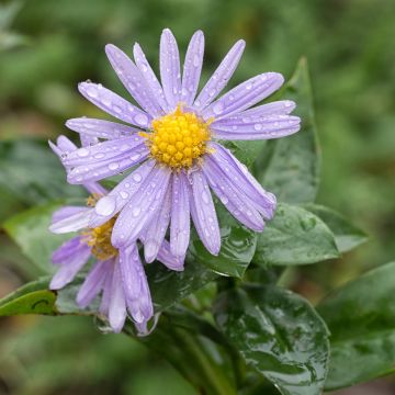 Aster amellus Peach Blossom - Astro di Virgilio