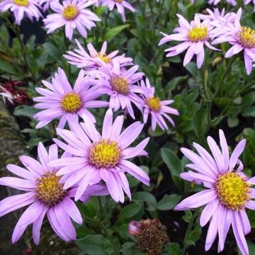 Aster amellus Rosa Erfüllung - Astro di Virgilio