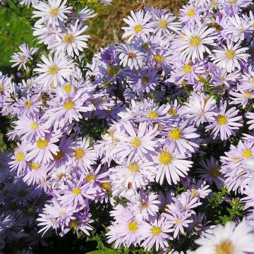 Aster amellus September Glow - Astro di Virgilio