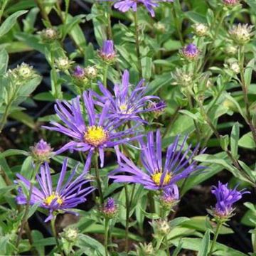 Aster amellus Veilchenkönigin - Violet Queen - Astro di Virgilio