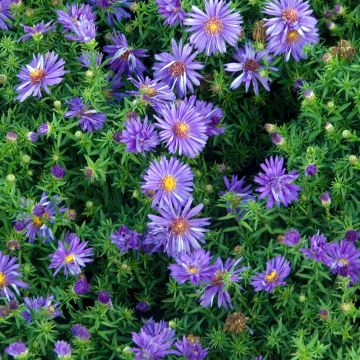 Aster dumosus Augenweide