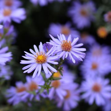 Aster dumosus Professeur Anton Kippenberg