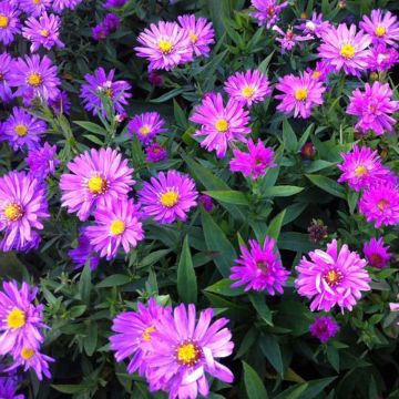 Aster dumosus Rosenwichtel