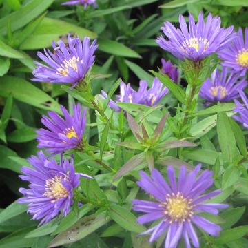 Aster dumosus Samoa