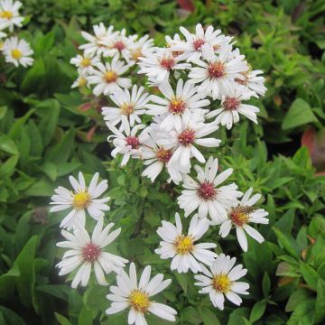 Aster dumosus Schneekissen