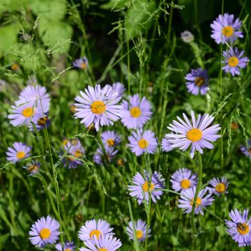 Aster novi-belgii Wood's Purple - Astro settembrino