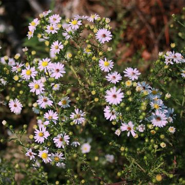 Aster ericoides Pink Cloud