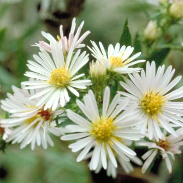 Aster ericoides