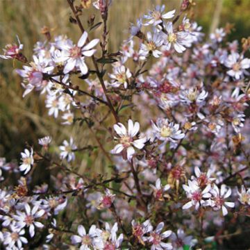 Aster ericoides Blue Star