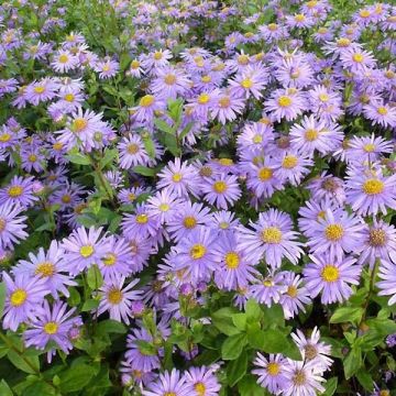 Aster frikartii Jungfrau