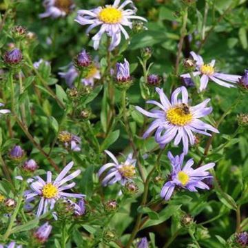 Aster frikartii Wunder von Stäfa