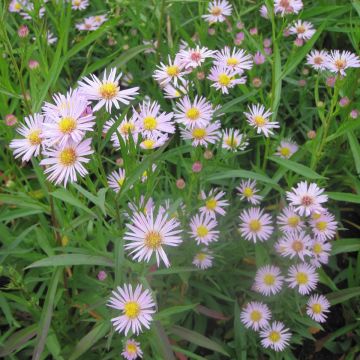 Aster Ochtendgloren