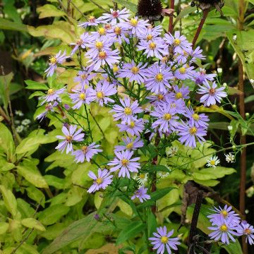 Aster laevis