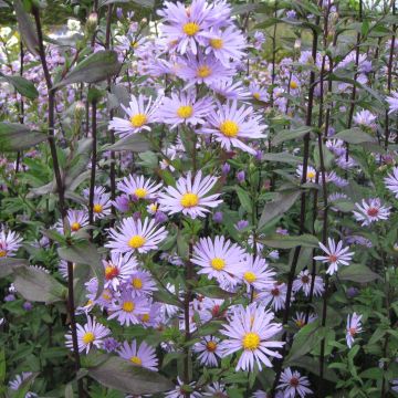 Aster laevis Calliope