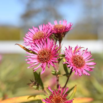 Aster novae-angliae Andenken an Alma Pötschke - Astro settembrino