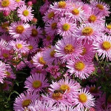 Aster novae-angliae Annabelle de Chazal - Astro settembrino