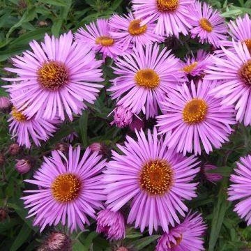 Aster novae-angliae Barrs Pink - Astro settembrino