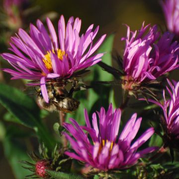 Aster novae-angliae Constanz - Astro settembrino