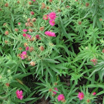 Aster novae-angliae Rosanna - Astro settembrino