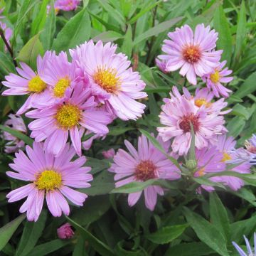 Aster novi-belgii Flamingo - Astro settembrino