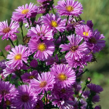 Aster novi-belgii Patricia Ballard - Astro settembrino