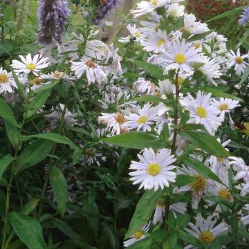 Aster novi-belgii Porzellan - Astro settembrino