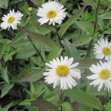 Aster novi-belgii Weisses Wunder - Astro settembrino