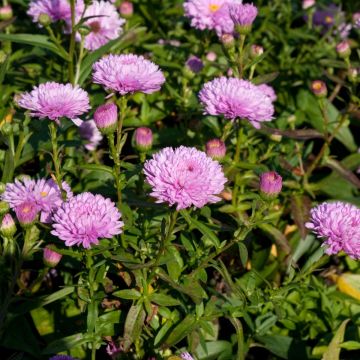 Aster novi-belgii Rosenponpon - Astro settembrino