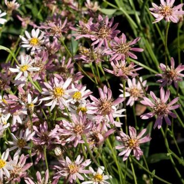 Aster rugulosus Asrugo