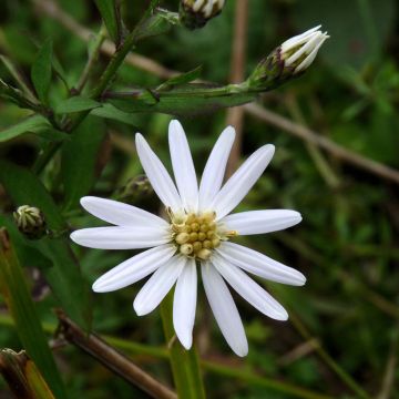 Aster schreberi - Aster d'automne