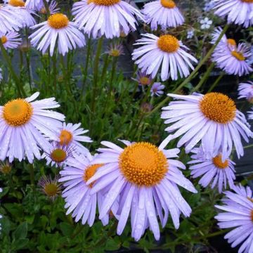 Aster tongolensis Berggarten