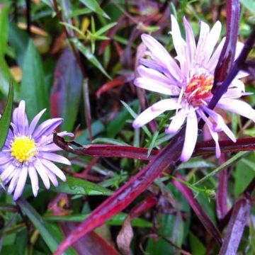 Aster turbinellus