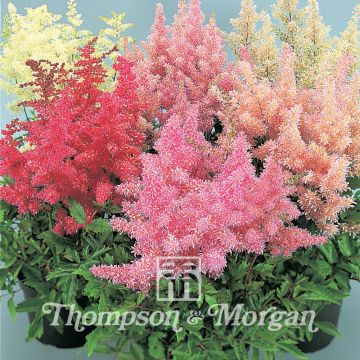 Astilbe arendsii Showstar