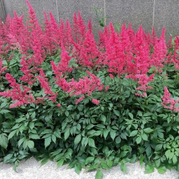 Astilbe chinensis Vision in Red