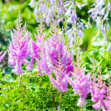 Astilbe arendsii Amethyst