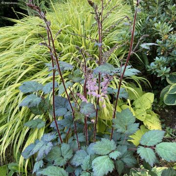 Astilbe arendsii Colour Flash